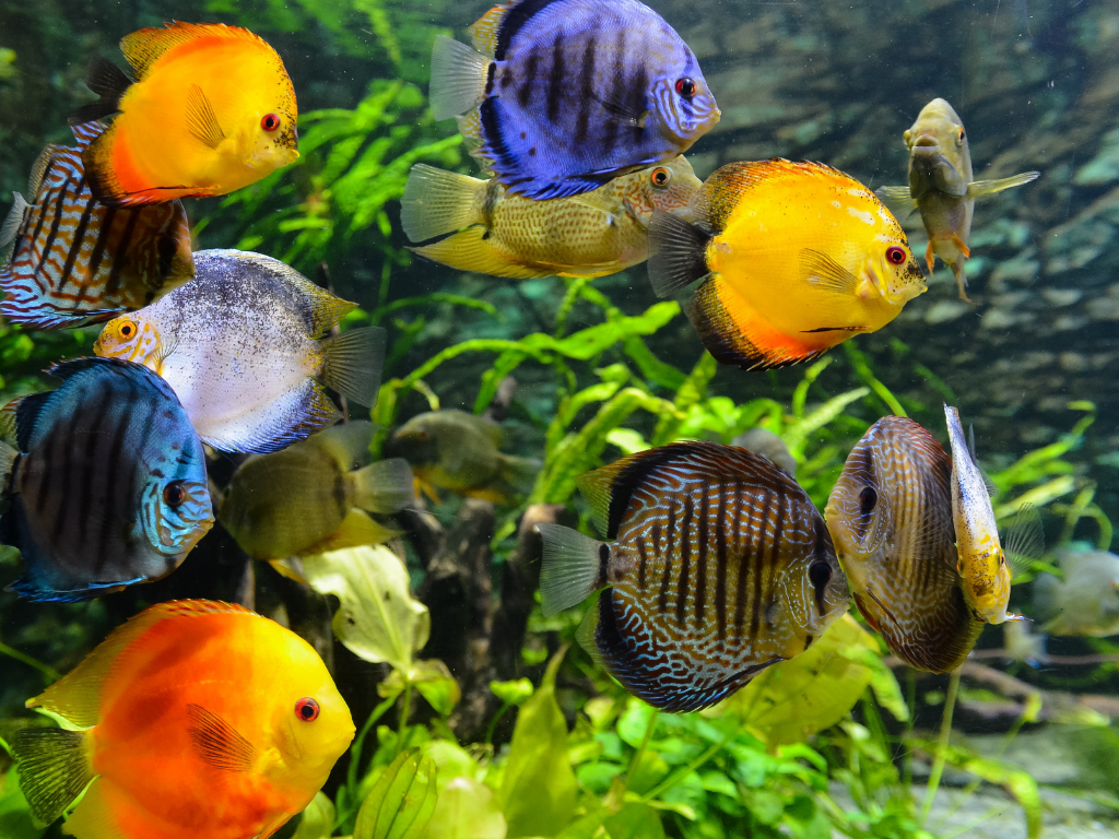 fish tank and fish near me